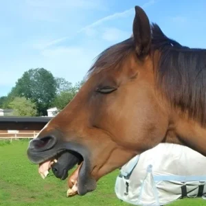 When the horse began gagging for no apparent reason, the owner got out his phone to take a picture because he was perplexed. He only noticed what was coming out of the horse’s mouth when he reviewed the photo.