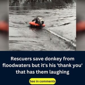 Rescue team saves donkey from rising floodwaters, but his unexpected ‘thank you’ that has them laughing