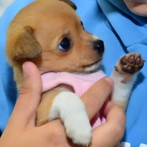 When a puppy is returned to the same shelter for the eleventh time, the staff eventually ascertains what is wrong