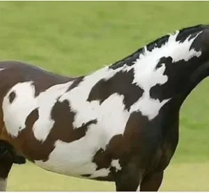 In this mind-boggling optical illusion, the second horse will only be visible to those with high IQs.