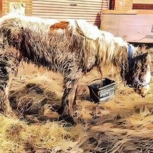 Starving horse Heidi is dumped in mud and left to di:e – volunteers save her and now she’s winning awards