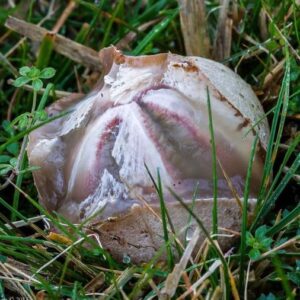 The boy found a broken egg in the yard. After a few seconds, everyone gasped at what they saw… Oh My God!