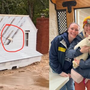 Family thought their cat was dead after seeing him swept up by hurricane flood — then get a miracle