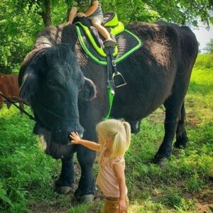 I recently spent ,500 on this registered Black Angus bull. I put him out with the herd but he just ate grass and wouldn’t even look at a cow. I was beginning to think I had paid more for that bull than he was worth. Anyway……I had the Vet come and take a look at him. He said,, the bull… Brilliant continuation in the first comment 👇👇👇