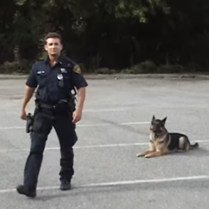 This Police Dog Will Blow Your Mind In 20 Seconds Flat. What He Can Do Is INCREDIBLE!