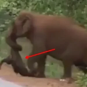 They blocked off the road after realizing what this elephant was carrying