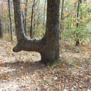 If You See an Old Tree Bent Like This…