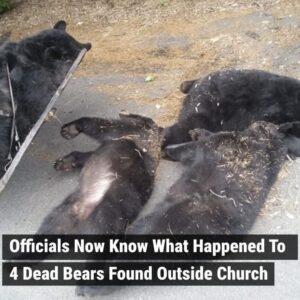 Officials Now Know What Happened To 4 Dead Bears Found Outside Church