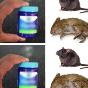 How to get rid of rats and mice naturally with Vick Vaporub!