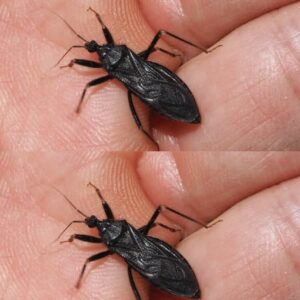 What To Do If Bitten By An Assassin Bug