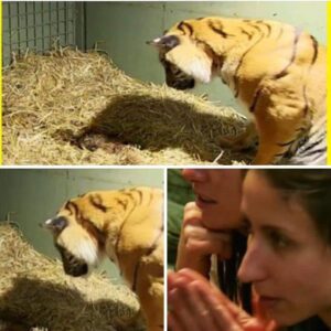 Tiger gives birth to a lifeless cub only to have caretakers astonished when her mother’s instincts kick in