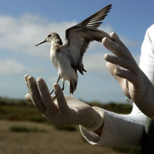 First Severe Bird Flu Case Hits the US — State of Emergency Declared in Another Area