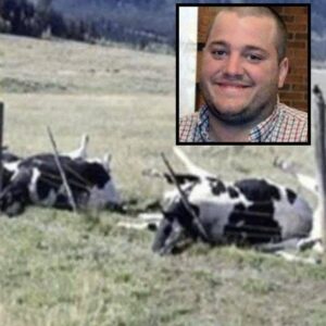 Farmer And 16 Cows Found Dead, Cause Of Death Finally Discovered. Check the first comment! Farmer And 16 Cows Found Dead, Cause Of Death Finally Discovered. Check the first comment!