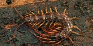 Why You Might Want to Rethink Killing That House Centipede