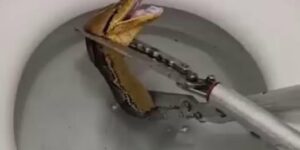 Massive 12-foot python slithers through toilet, startled homeowner