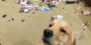 MY DOG DESTROYED MY ENTIRE MAGAZINE COLLECTION—AND I DON’T KNOW HOW TO REACT