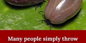 How to properly dispose of ticks if you find one