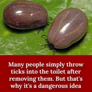 How to properly dispose of ticks if you find one How to properly dispose of ticks if you find one
