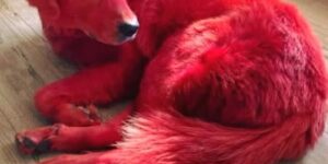 Woman dyes her Great Pyreneese dog bright red so he won’t get stolen