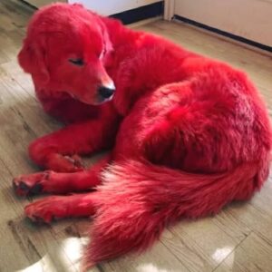 Woman dyes her Great Pyreneese dog bright red so he won’t get stolen Woman dyes her Great Pyreneese dog bright red so he won’t get stolen