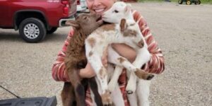 THE DAY I SAVED THREE BABY GOATS AND FINALLY UNDERSTOOD MY MOTHER’S LAST WORDS