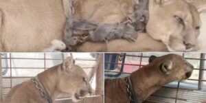 Circus lion released after being locked up for 20 years