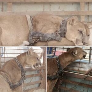 Circus lion released after being locked up for 20 years Circus lion released after being locked up for 20 years
