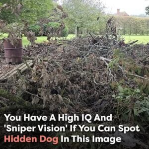 Can you spot the hidden dog? Only those with ‘sniper vision’ can find it Can you spot the hidden dog? Only those with ‘sniper vision’ can find it