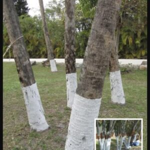 If You Spot A Tree Painted White, Here’s What It Means If You Spot A Tree Painted White, Here’s What It Means