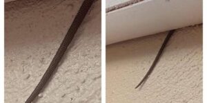 Online user finds creepy object hanging from ceiling
