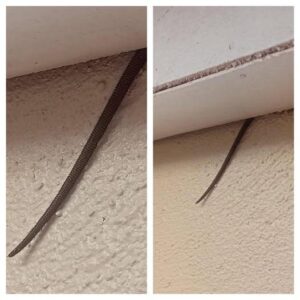Online user finds creepy object hanging from ceiling Online user finds creepy object hanging from ceiling