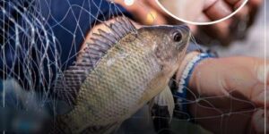 Why Nobody Should Be Eating Tilapia Anymore