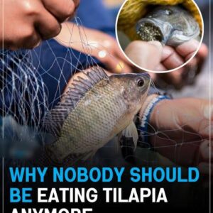 Why Nobody Should Be Eating Tilapia Anymore Why Nobody Should Be Eating Tilapia Anymore