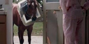 THE HORSE BROKE THROUGH OUR KITCHEN DOOR—AND I WOKE UP TO A NIGHTMARE
