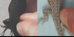 The Spiritual and Practical Significance of a Lizard’s Visit to Your Home
