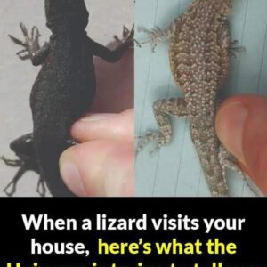 The Spiritual and Practical Significance of a Lizard’s Visit to Your Home The Spiritual and Practical Significance of a Lizard’s Visit to Your Home