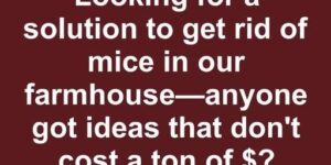 Maintaining a Rodent-Free Home