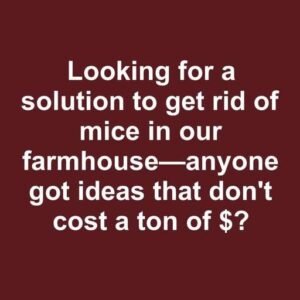 Maintaining a Rodent-Free Home Maintaining a Rodent-Free Home