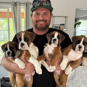 On the side of the road, I discovered four boxer puppies On the side of the road, I discovered four boxer puppies